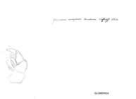 Glomeris conspersa tendana