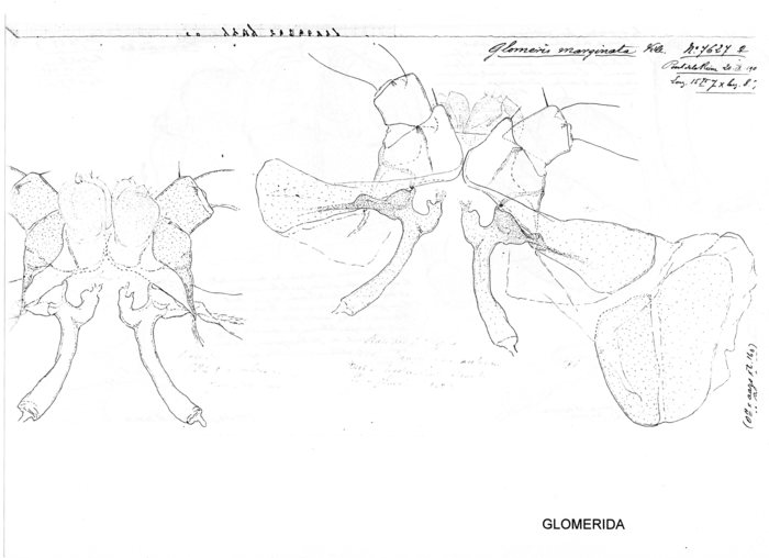 Glomeris marginata