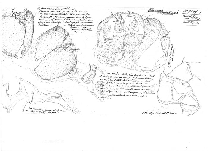 Glomeris marginata