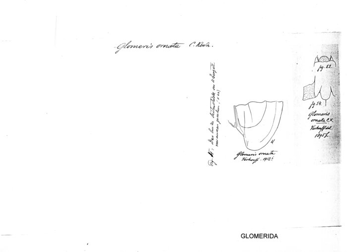 Glomeris ornata
