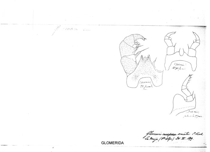 Glomeris ornata