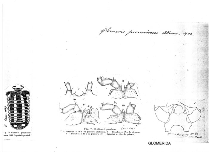Glomeris prominens