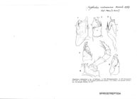 Glyphiulus vietnamicus