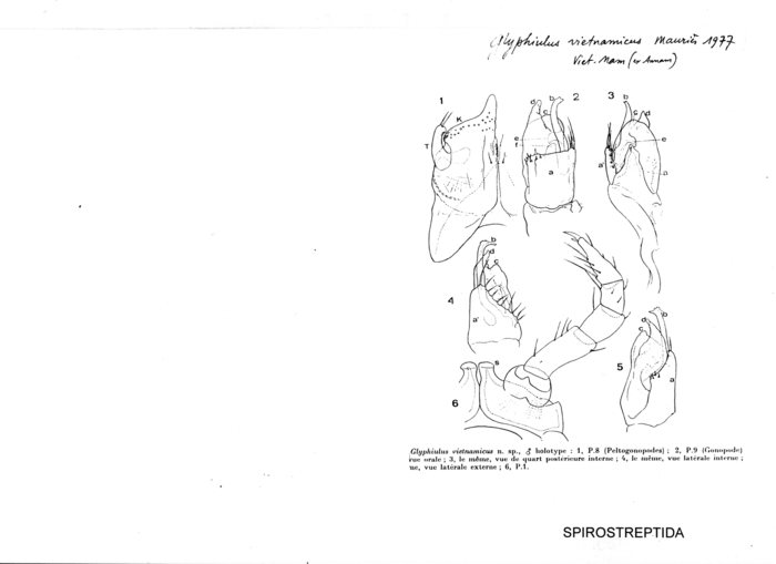 Glyphiulus vietnamicus