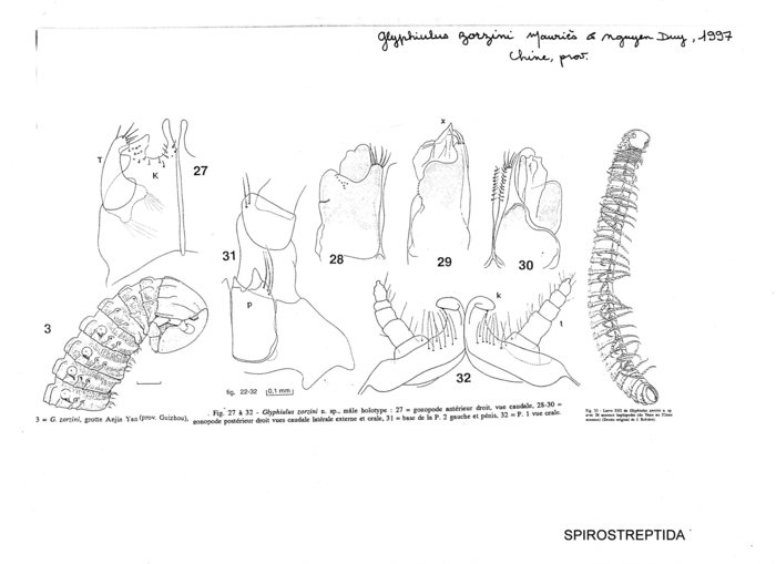 Glyphiulus zorzini