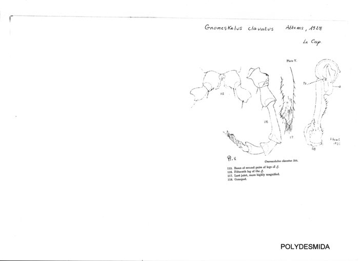 Gnomeskelus clavatus