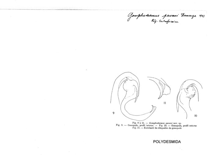Gomphodesmus pavani