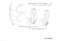 Gonioleptodesmus schubarti