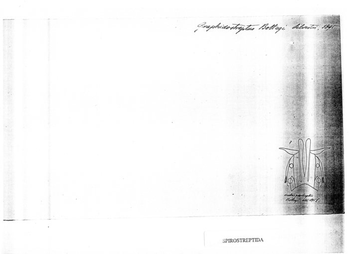 Graphidostreptus bottegi