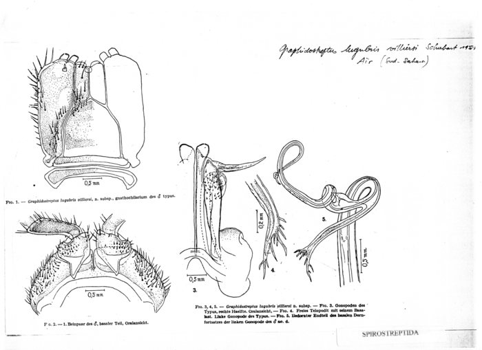 Graphidostreptus lugubris villiersi