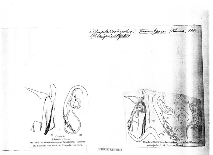 Graphidostreptus tumuliporus