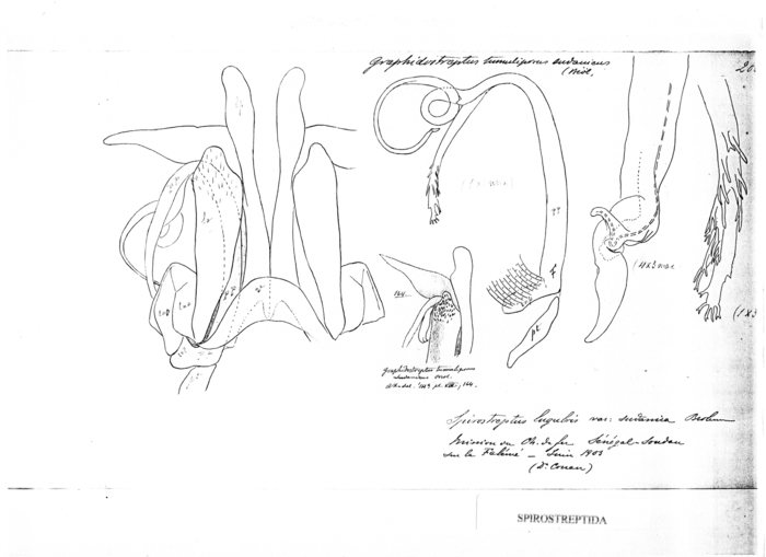 Graphidostreptus tumuliporus sudanicus