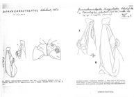 Guanabarastreptus triangulatus