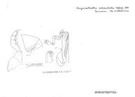 Guyanostreptus octosulcatus