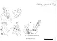 Haasea musimontia