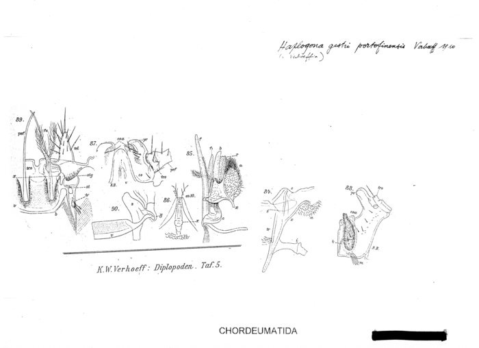 Haplogona gestri portofinensis