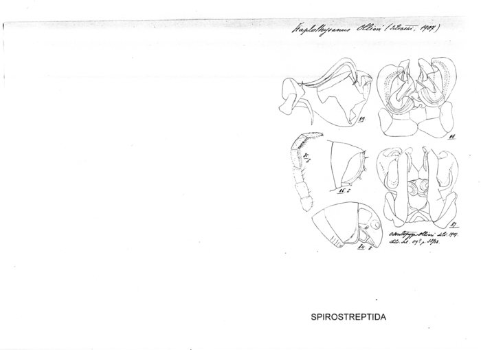 Haplothysanus ollieri
