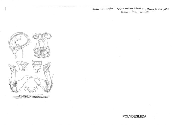 Hedinomorpha biramipedicula