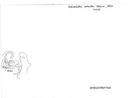 Helicochetus costatus
