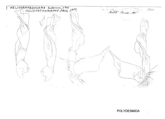 Helicorthomorpha holstii