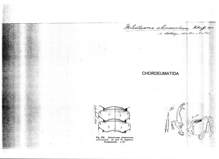 Helvetiosoma alemannicum