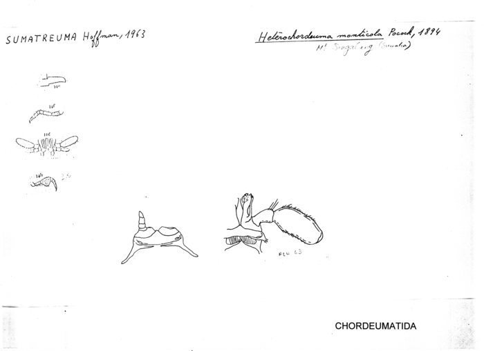 Heterochordeuma monticola