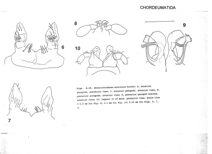 Heterochordeuma monticola