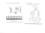 Heterisobates gracilis