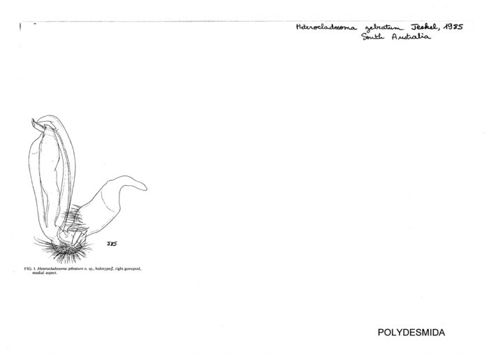 Heterocladosoma zebratum