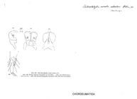 Heterolatzelia nivale absoloni