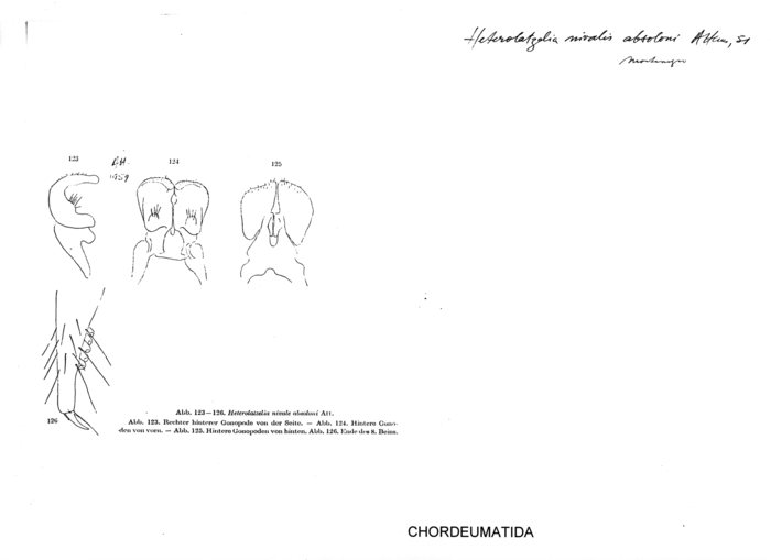 Heterolatzelia nivale absoloni