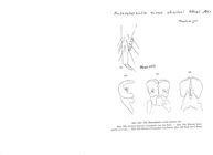 Heterolatzelia nivale absoloni
