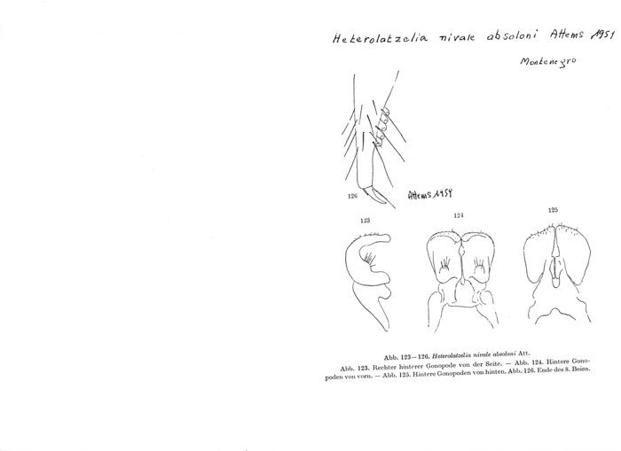 Heterolatzelia nivale absoloni