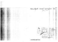 Heterolatzelia nivale rupivagum