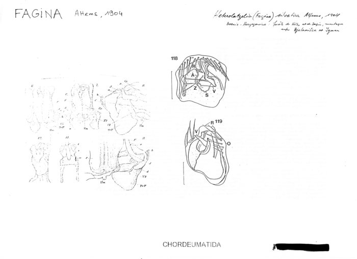 Heterolatzelia silvatica