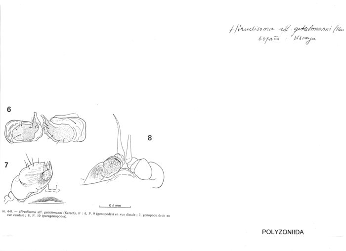 Hirudisoma getschmanni