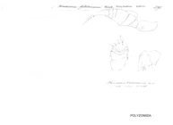Hirudisoma getschmanni