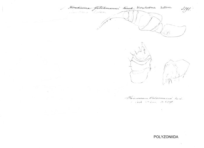 Hirudisoma getschmanni