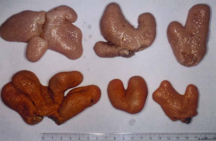 Alcyonium digitatum Linnaeus, 1758 Alcyonium digitatum Linnaeus, 1758
