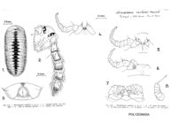 Hirudisoma vachoni