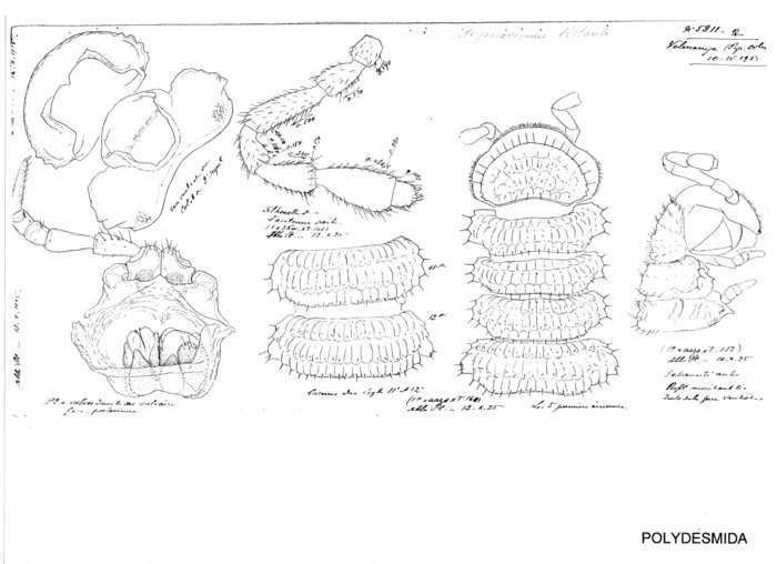 Hispaniodesmus ribauti