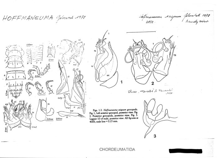 Hoffmaneuma exiguum