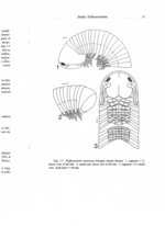 Hoffmanobolus mexicanus