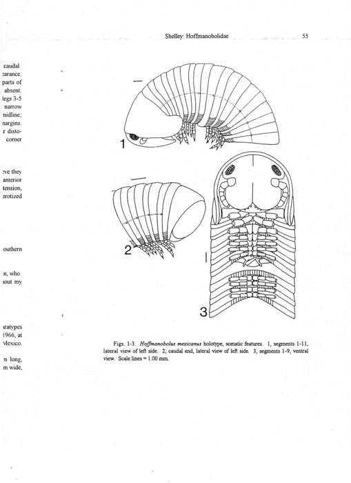 Hoffmanobolus mexicanus