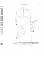 Hoffmanobolus mexicanus