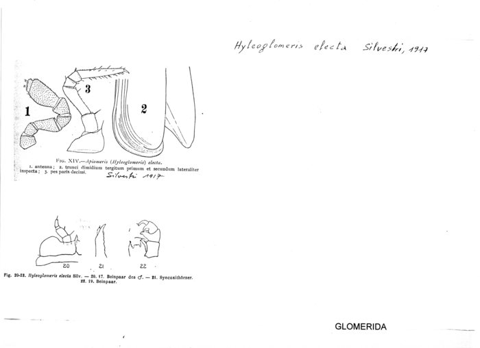 Hyleoglomeris electa