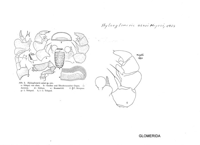 Hyleoglomeris uenoi