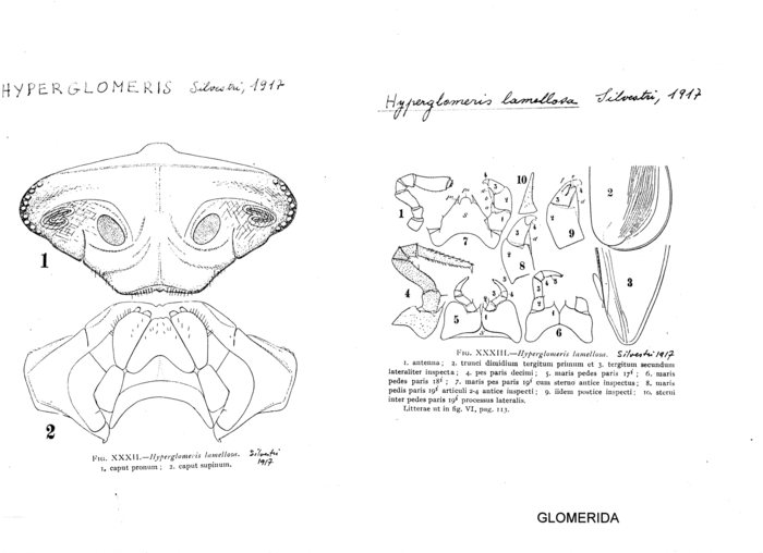 Hyperglomeris lamellosa