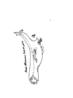 Icosidesmus olivaceus