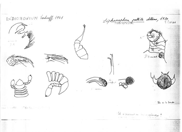 Indiozonium pellita